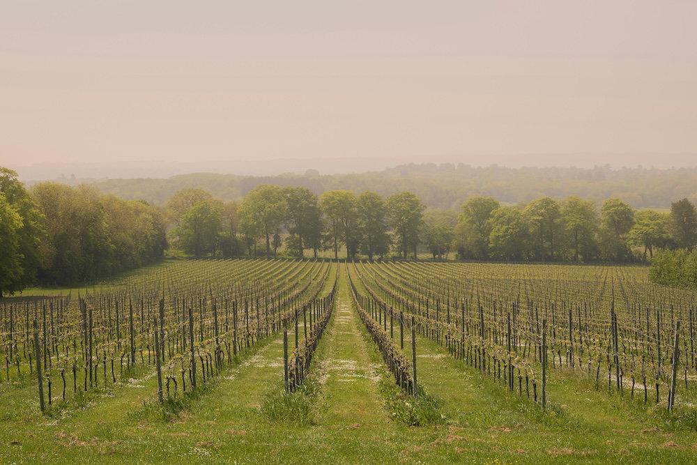 Rows of vines in an English vineyard taken on a misty morning.
