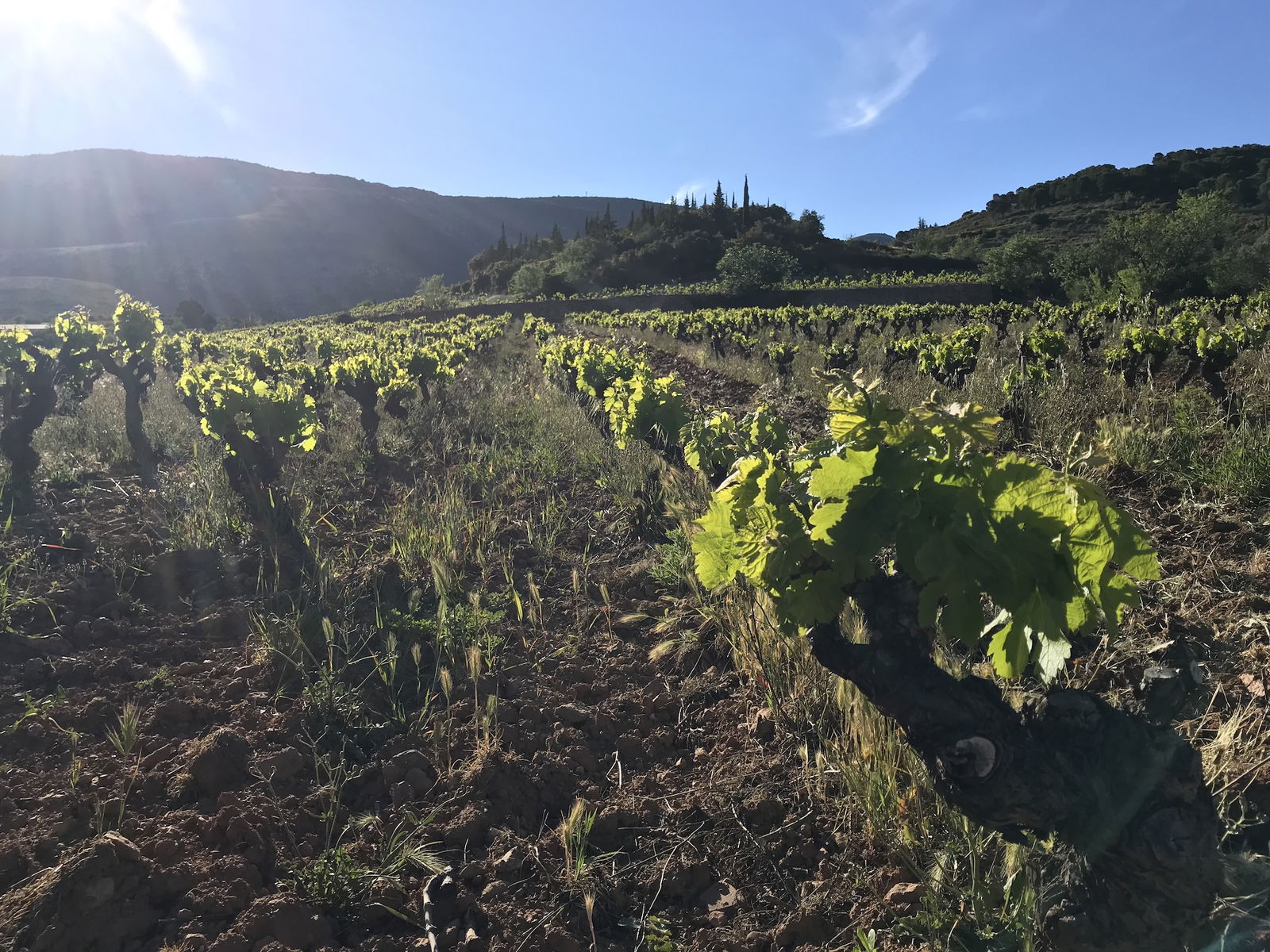 A vineyard full of old vines